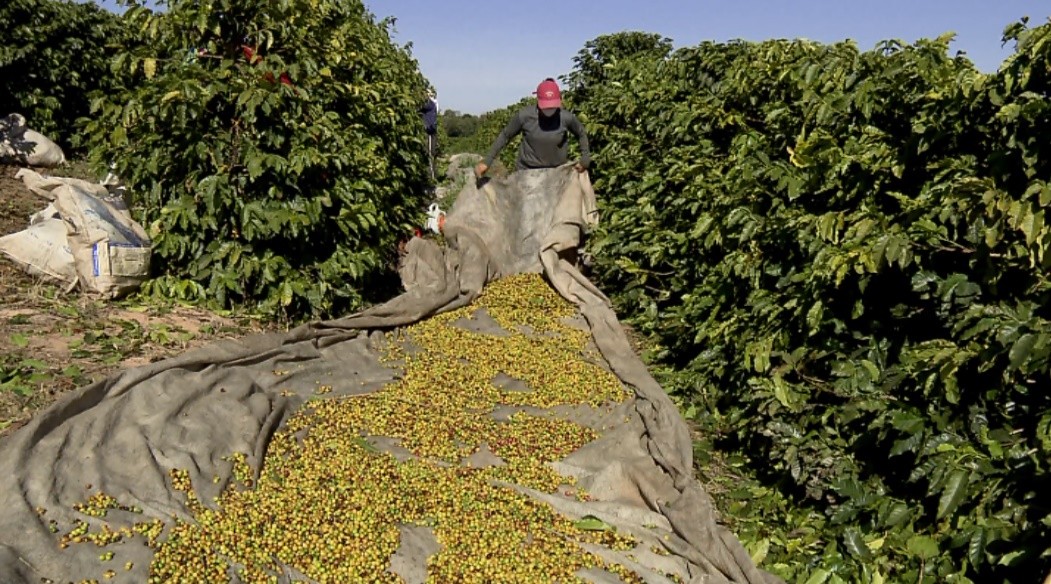 Clima ajuda e colheita do café começa adiantada no Sul de Minas
