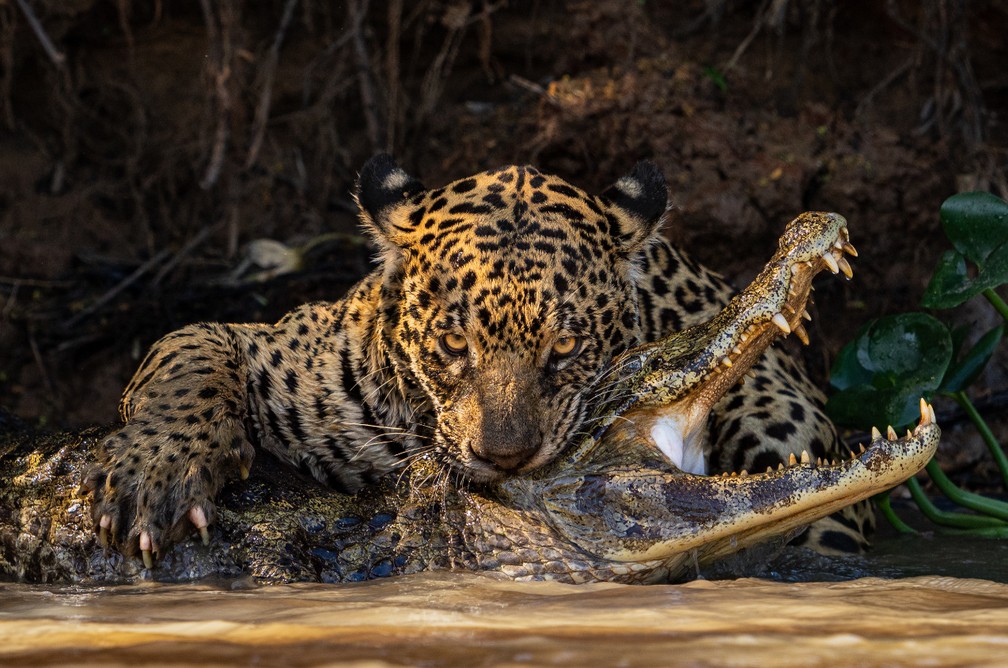 Onça atacando jacaré na margem de rio no Pantanal. — Foto: Ian Ford (Reino Unido)/Sony World Photography Awards 2024