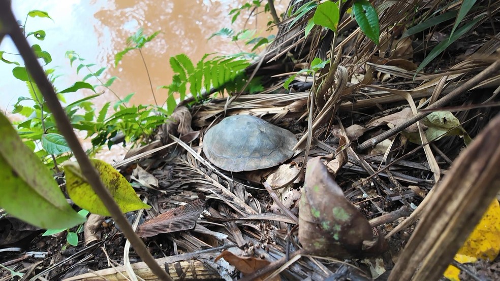 C&aacute;gado encontrado em floresta nacional no Esp&iacute;rito Santo  &mdash; Foto: Reprodu&ccedil;&atilde;o/ TV Gazeta