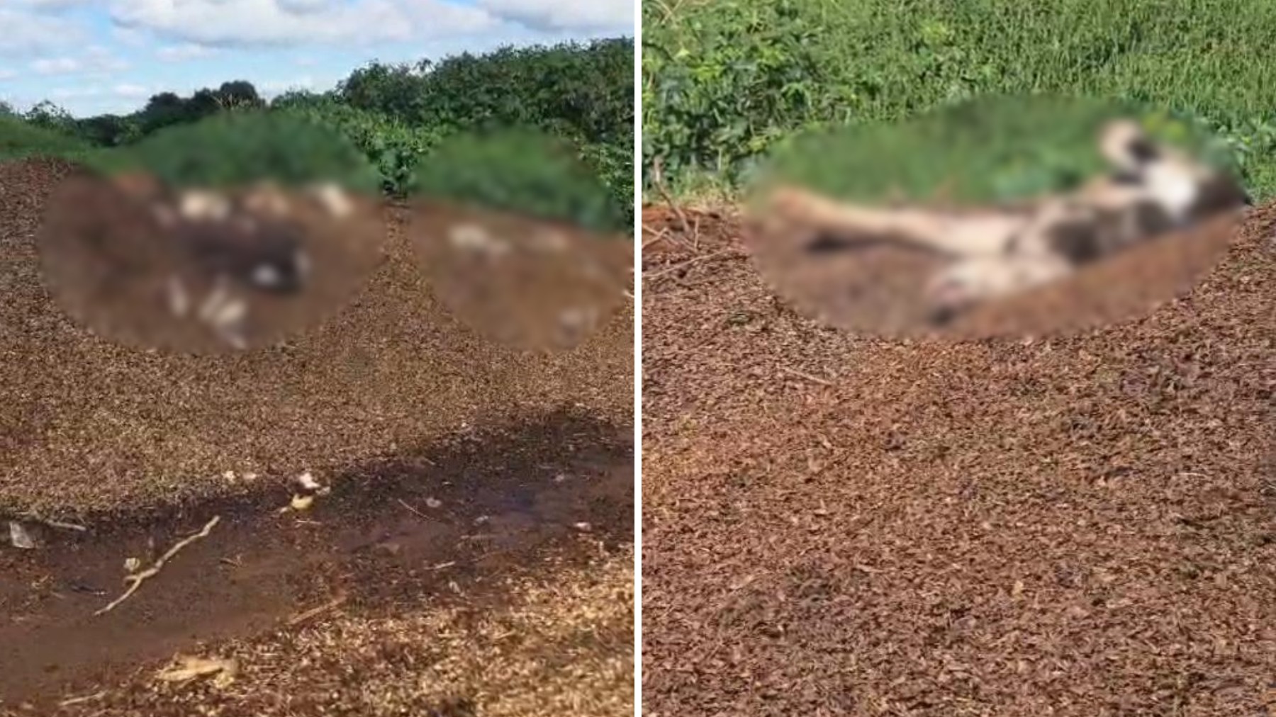 Moradores de condomínio do Paraná sentem cheiro forte, fazem denúncia e fiscalização acha 'depósito' de vacas mortas e 'lago de estrume'