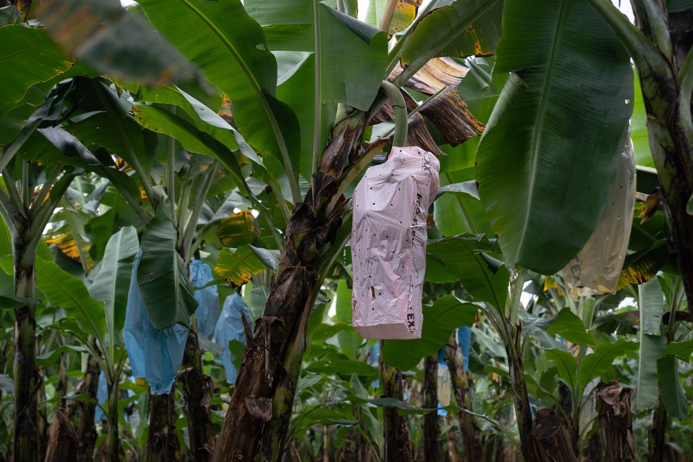 Produtor de bananas começou vendendo de porta em porta e hoje tem 350 mil  bananeiras, Globo Rural