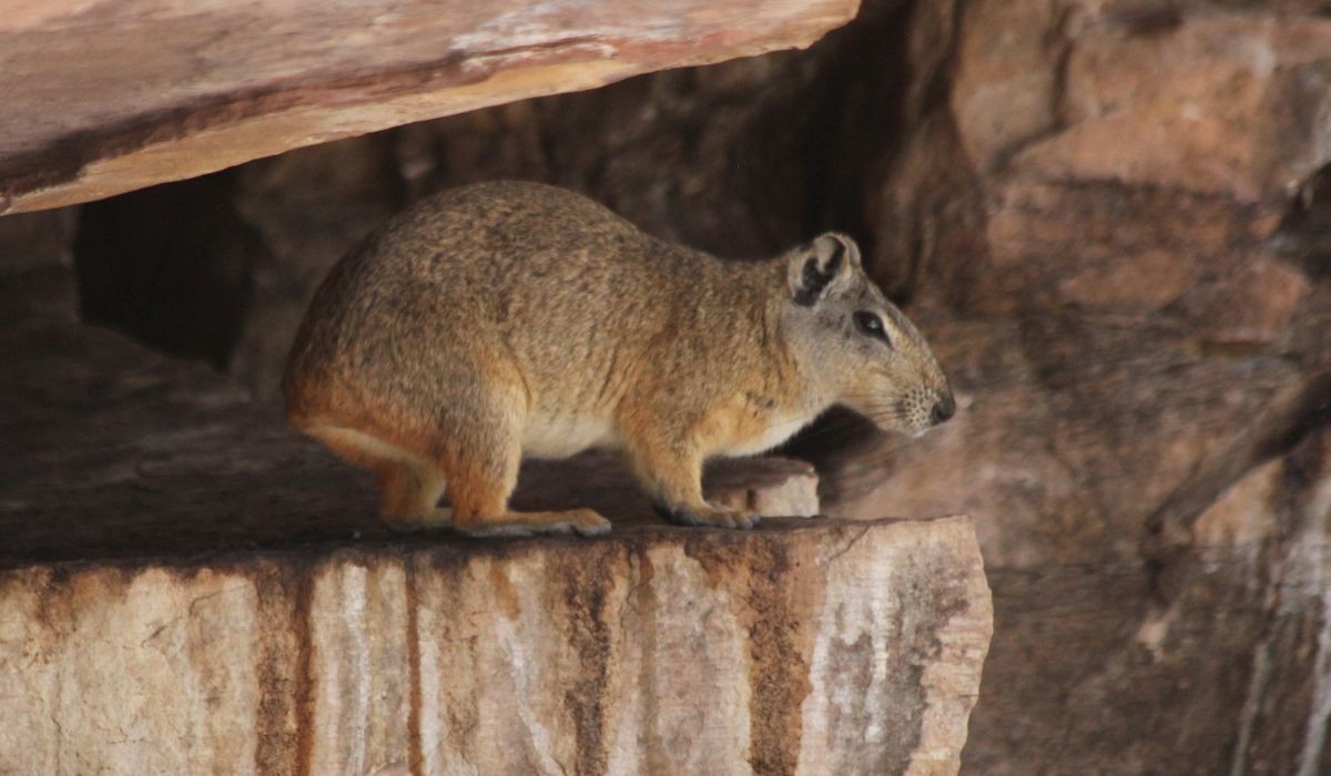 Roedor 'alpinista' do Nordeste é 100% brasileiro: conheça o mocó
