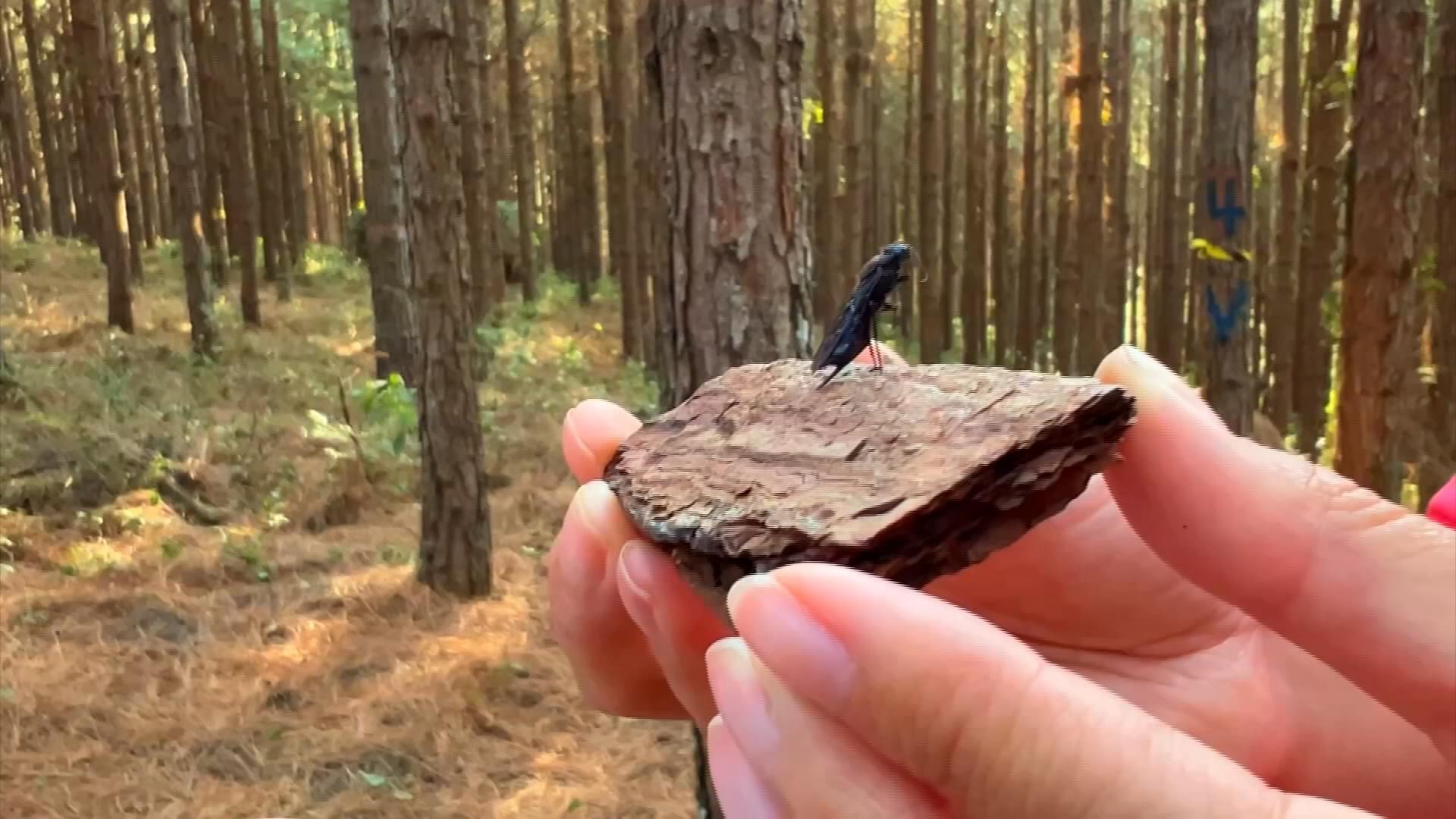 Nova espécie de vespa ameaça plantações de pinus