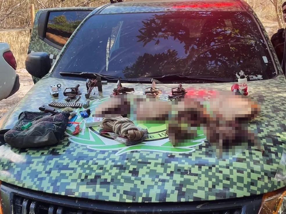 Macacos saguis são encontrados mortos em Floriano, Piauí, e suspeita é de  intoxicação, Piauí