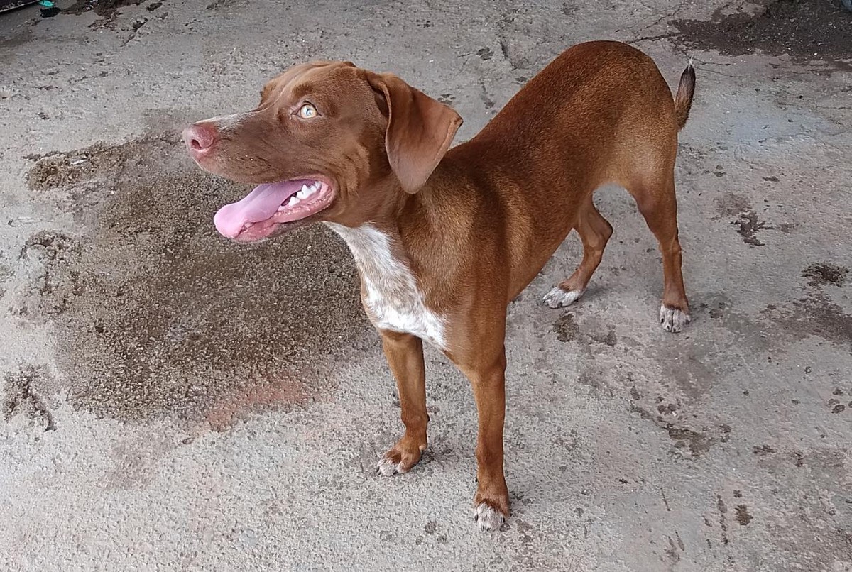 Cão de 2,1 metros, que ainda está crescendo, deve ganhar título de maior  do mundo - Revista Globo Rural