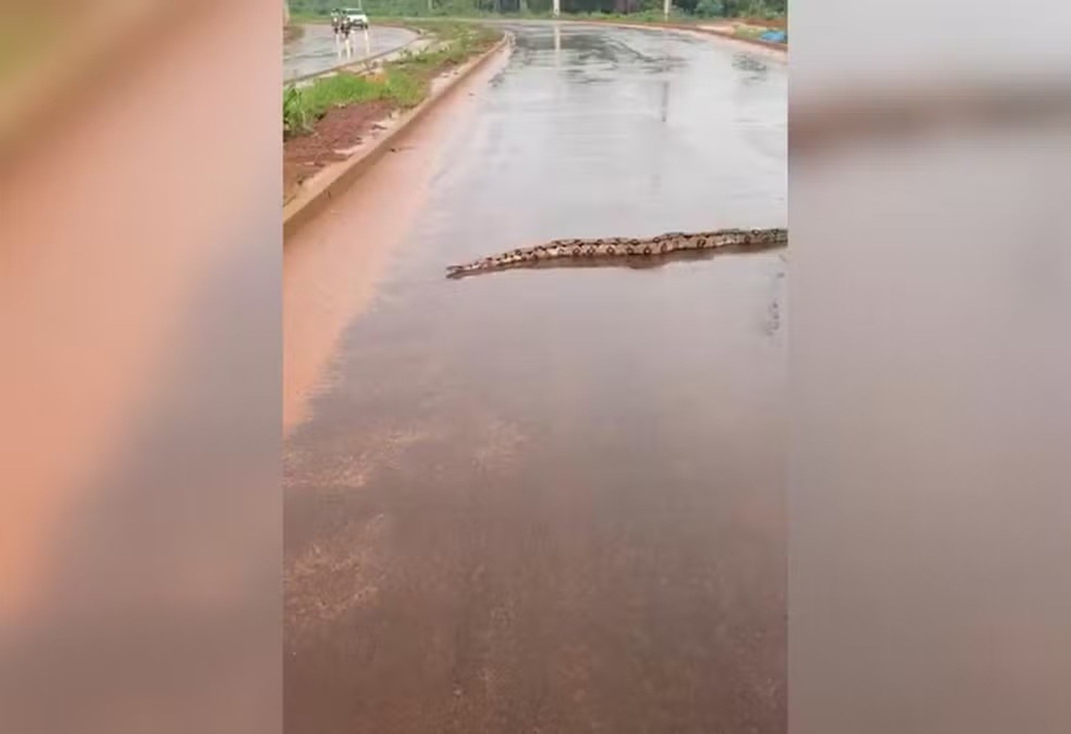 VÍDEO: Cobra surpreende moradores ao atravessar rua em Araguaína