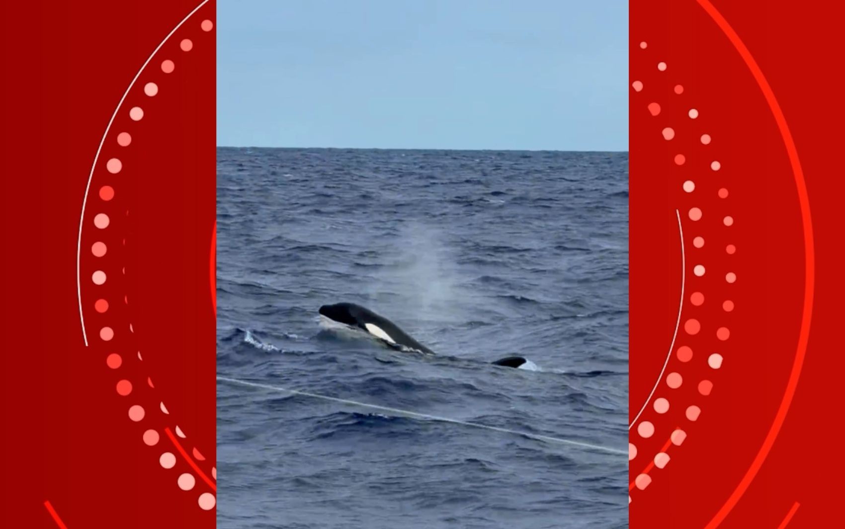 VÍDEO: Mergulhador flagra 'show' de orcas na Bahia