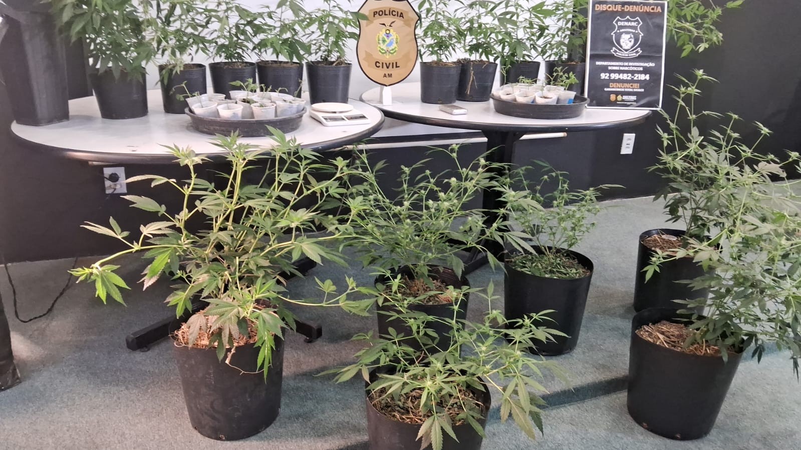 Homem é preso por suspeita de manter plantação de maconha em empresa de fachada em Manaus 