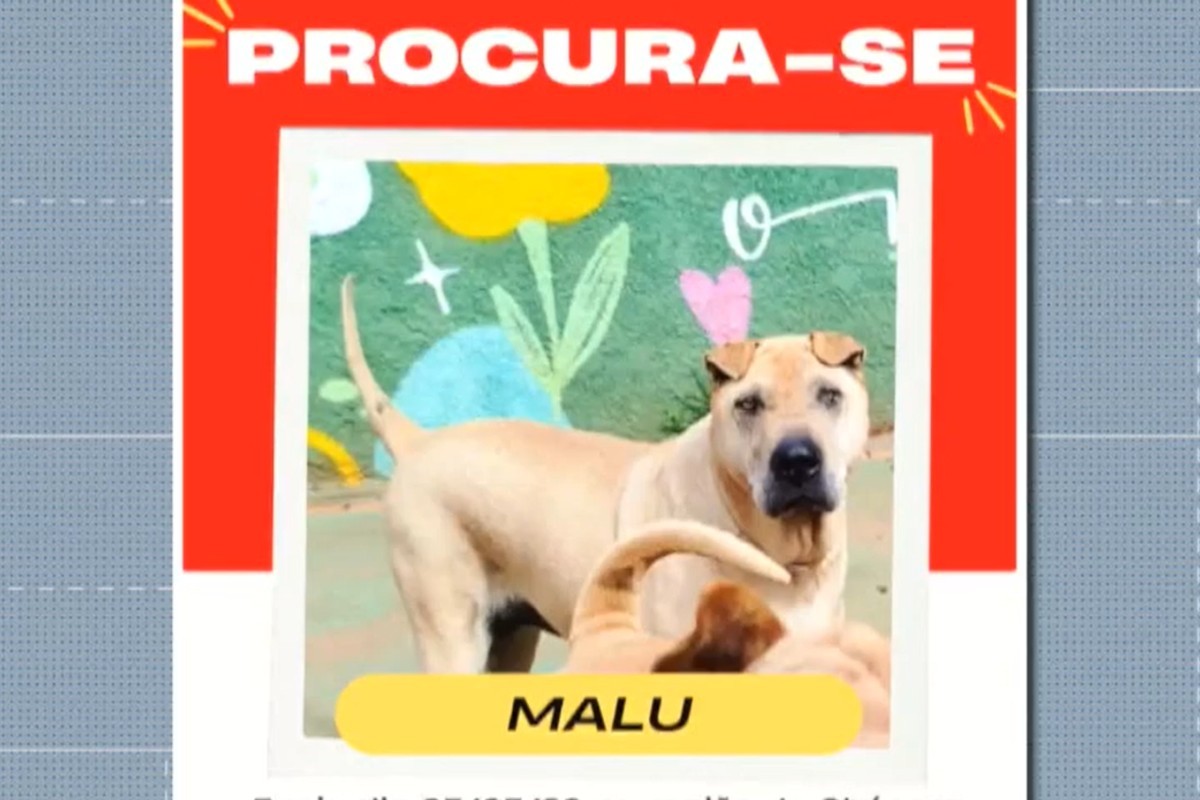 Golpe do pet desaparecido: criminosos usam IA para enganar e extorquir tutores em MS
