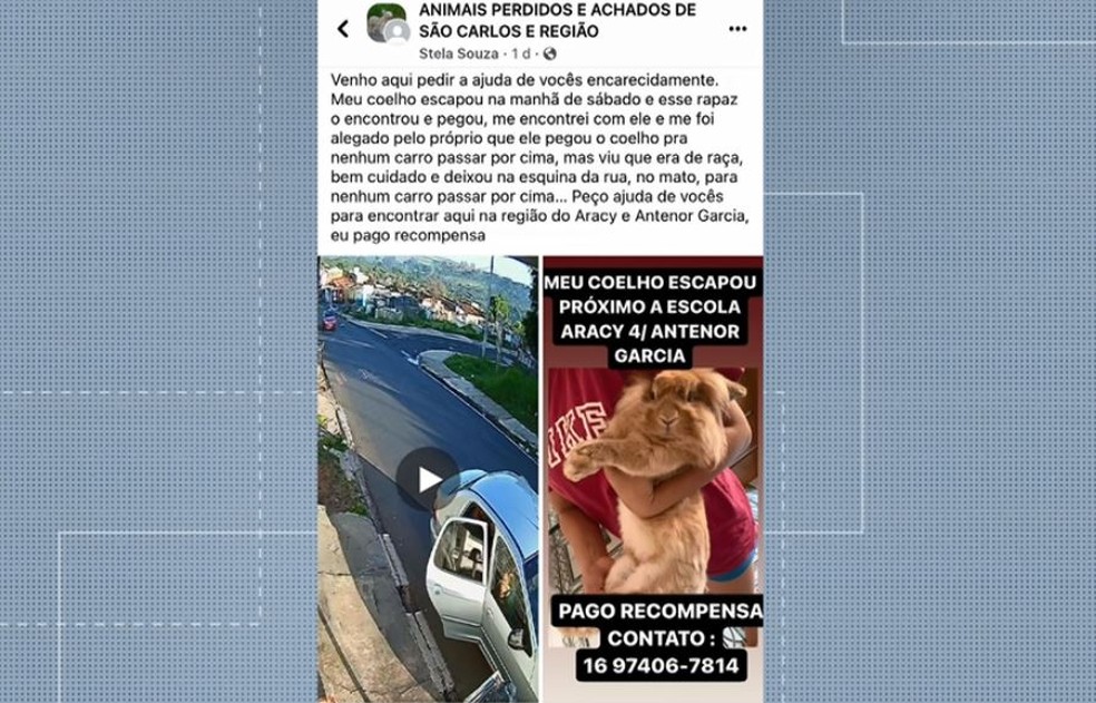 Gatinho aventureiro' viaja quase 300 km até o DF escondido em motor de  carro, Distrito Federal