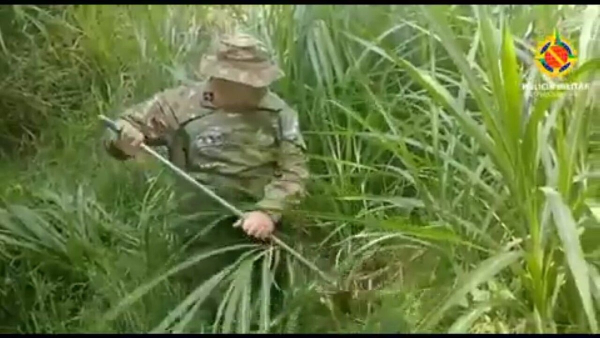Polícia Militar confunde cobra e solta píton que pode virar praga em mata