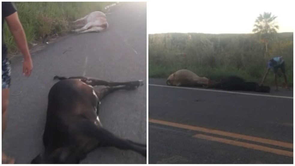 Micro-ônibus com pacientes atropela cinco vacas, no interior do Ceará. — Foto: Reprodução