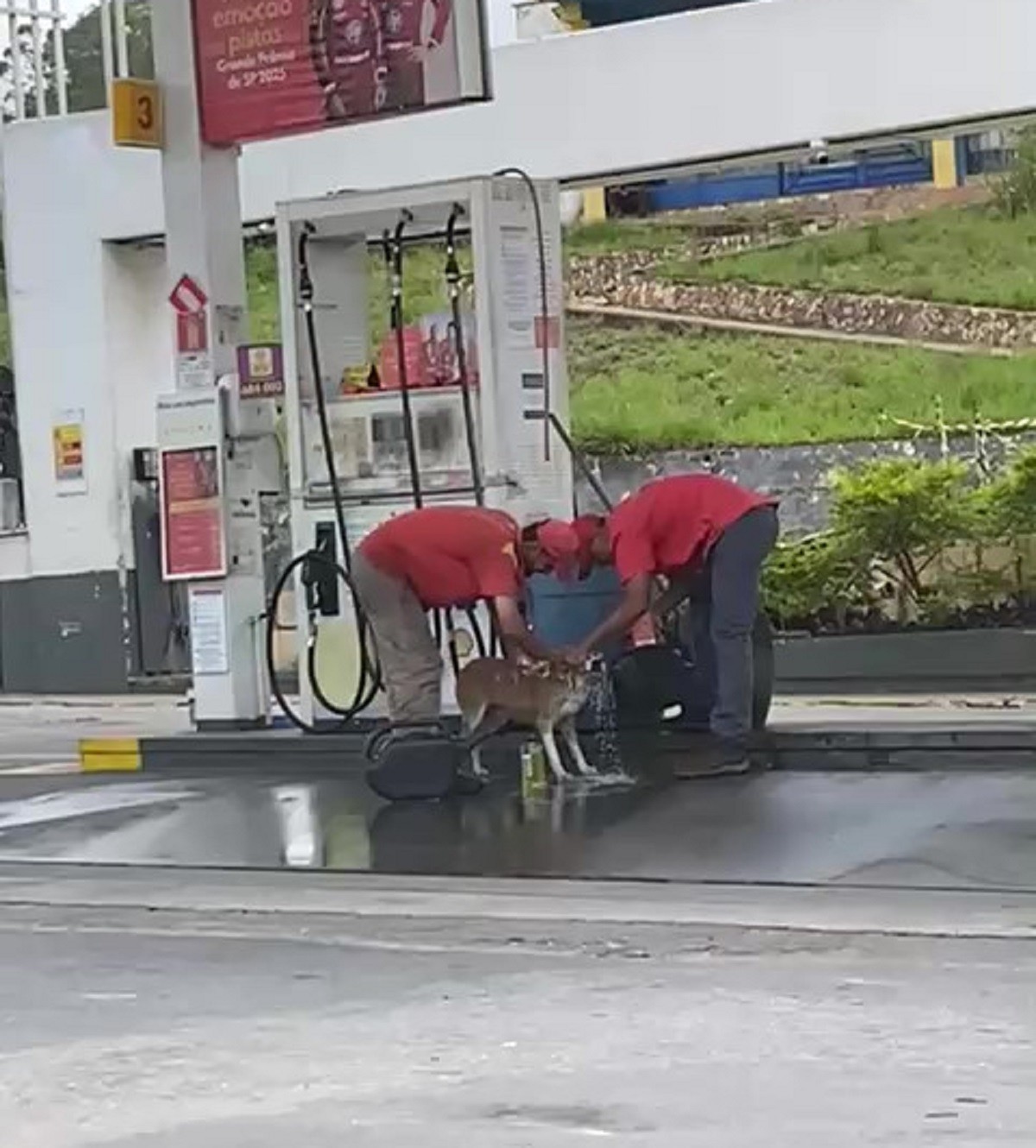 VÍDEO: Vira-lata é acolhido por frentistas e recebe banho em posto de combustíveis em MG