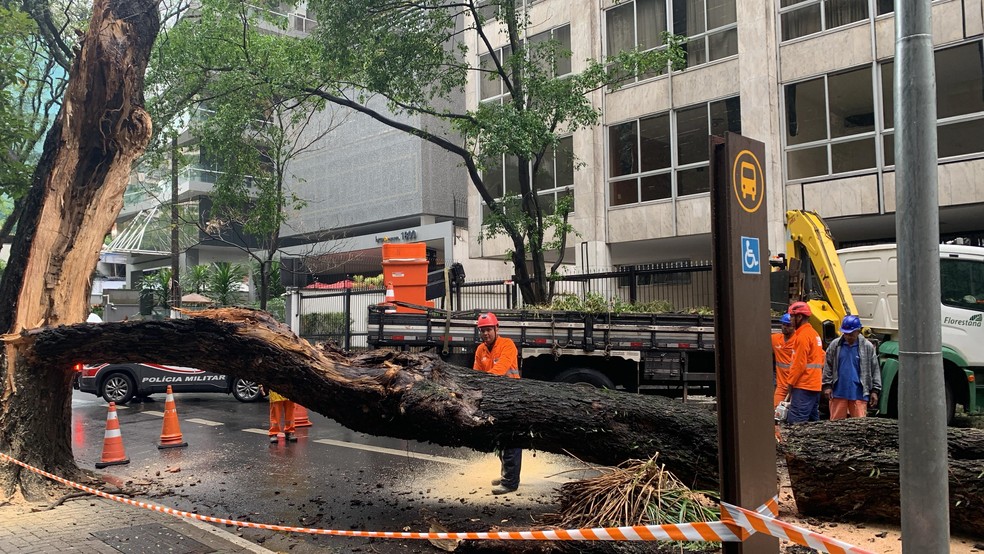 Árvores caíram na Alameda Santos — Foto: Aldieres Batista/TV Globo