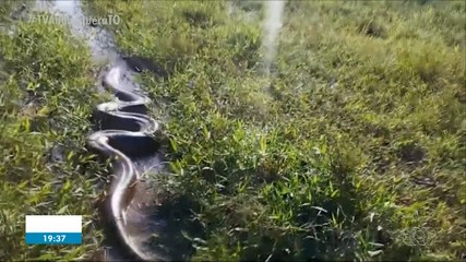 Cobra gigante é resgatada em bairro de Araguaína; assista