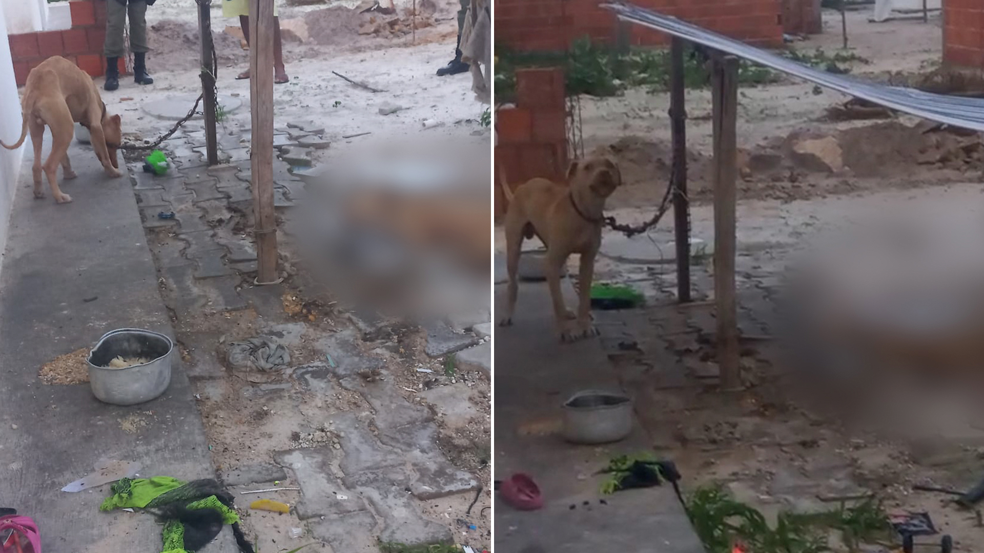 Cachorro que morreu acorrentado e sem água não tinha comida e estava com carrapatos, diz polícia