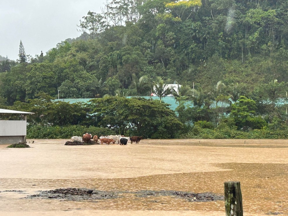 Gado isolado pela chuva em Luiz Alves, SC — Foto: Lincoln Pradal/NSC TV