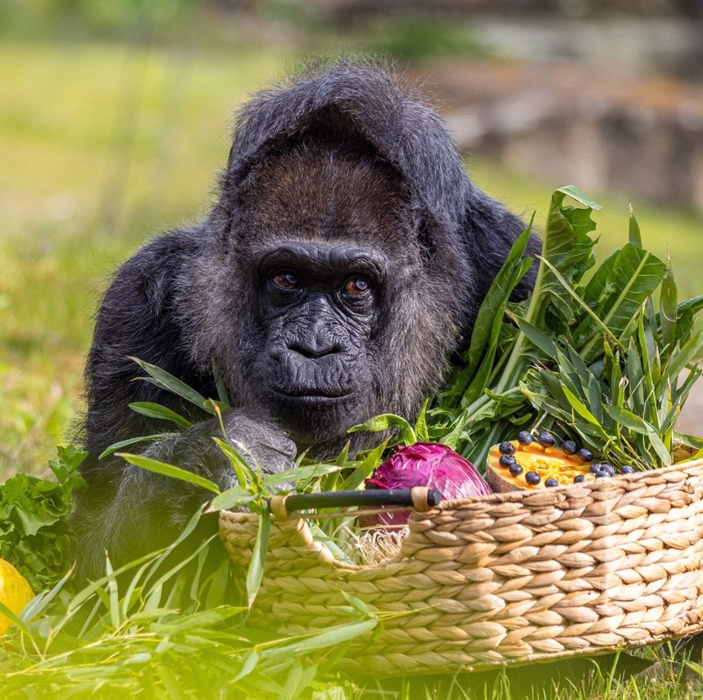Fatou fez 68 anos neste domingo — Foto: Divulgação/Zoológico de Berlim
