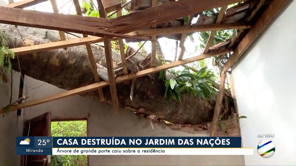 Queda de árvore destrói casa em Campo Grande durante temporal — Foto: TV Morena