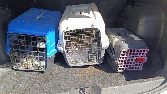Dupla é presa e 6 animais vítimas de maus-tratos resgatados em Campinas - Foto: (Polícia Civil de Campinas)