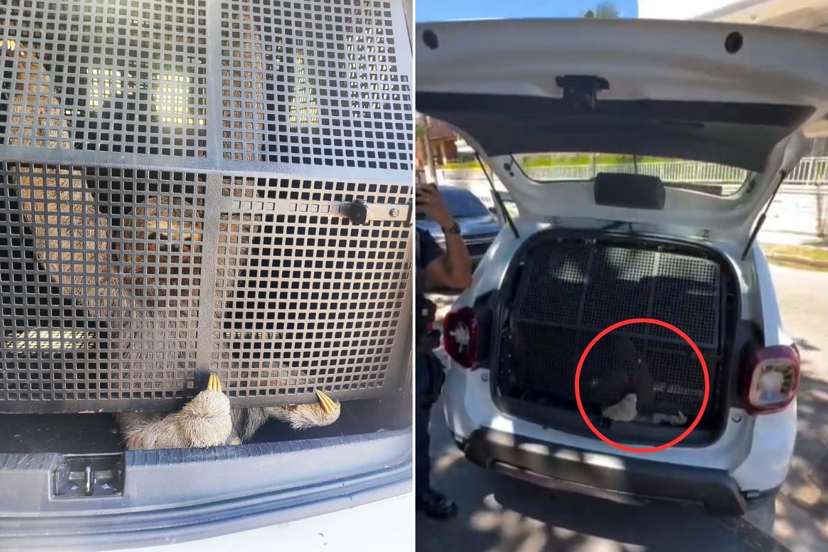 Bicho-preguiça é 'preso' e colocado em camburão da Guarda Civil Municipal de Guarujá, SP; VEJA