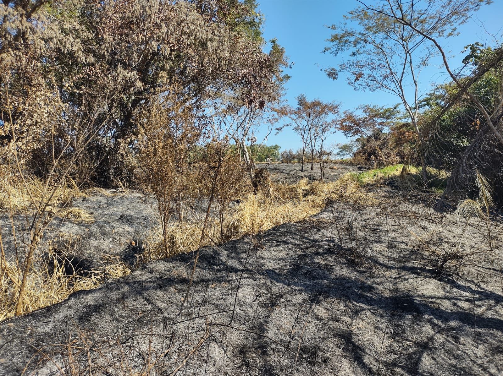 Idoso solta fogos de artifício para espantar pombas, danifica vegetação nativa e é multado em quase R$ 2 mil em Pres. Prudente