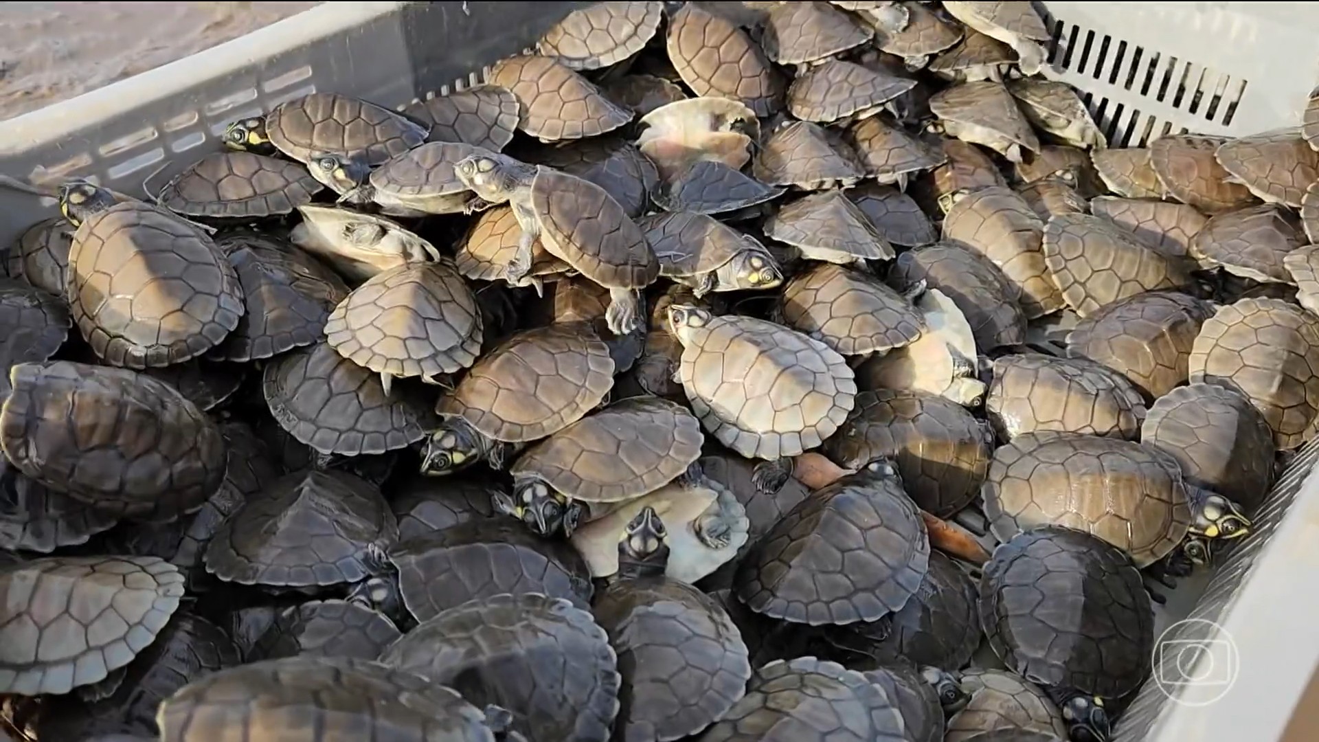 Voluntários ajudam a salvar tartarugas ameaçadas de extinção na Amazônia