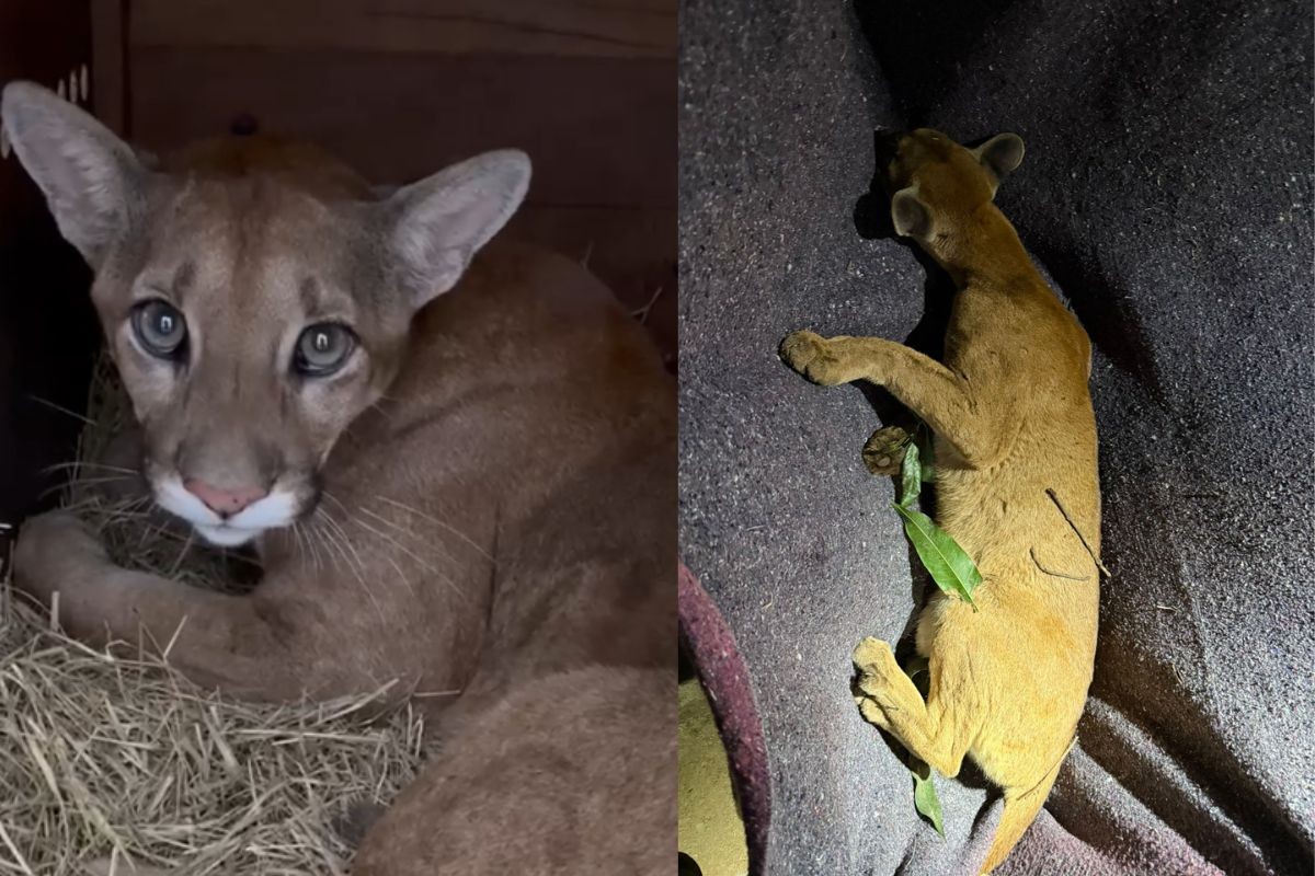 Onça-parda aparece em árvore de quintal no centro de cidade, no PR; veja captura