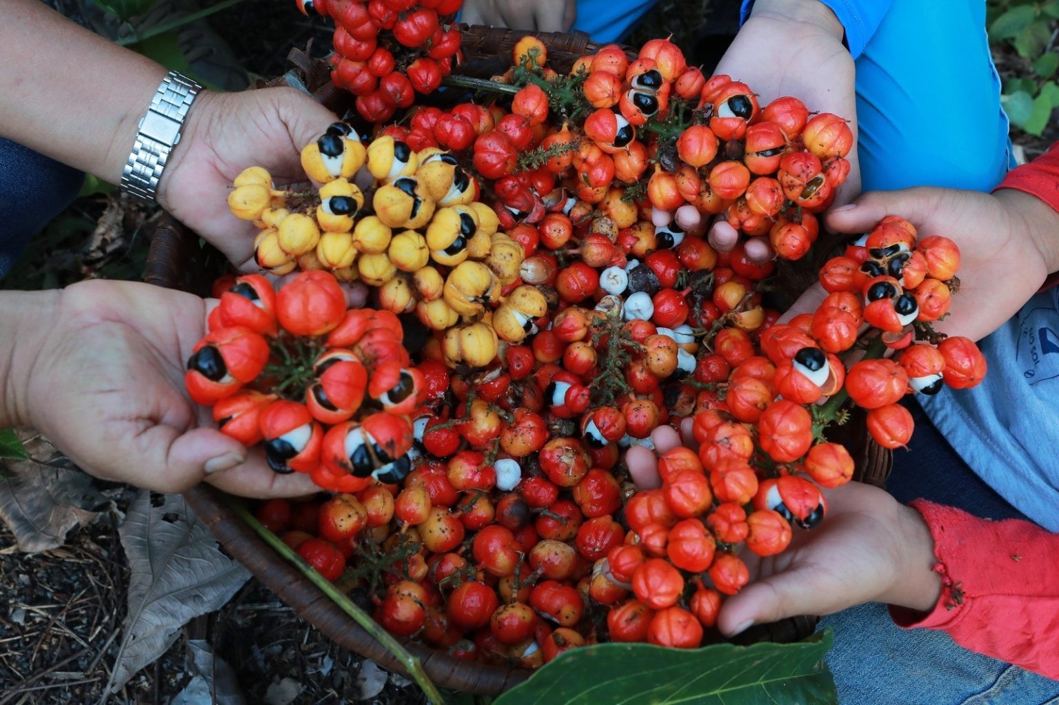 Maués é reconhecida oficialmente como Capital Nacional do Guaraná