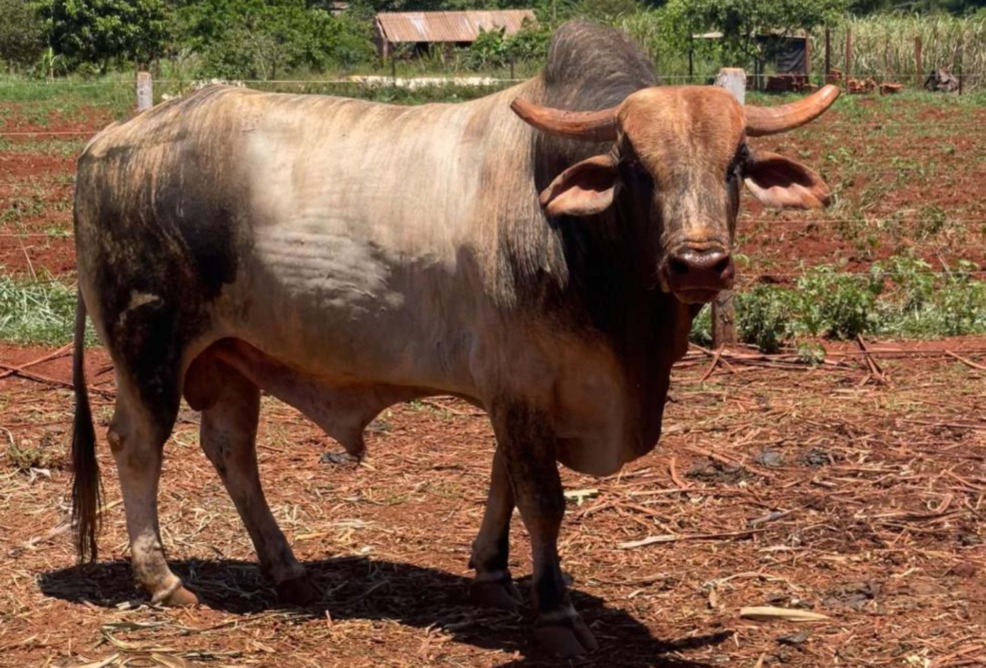 Mistério: touro de quase 1 tonelada e avaliado em R$ 50 mil desaparece de fazenda em Dourados