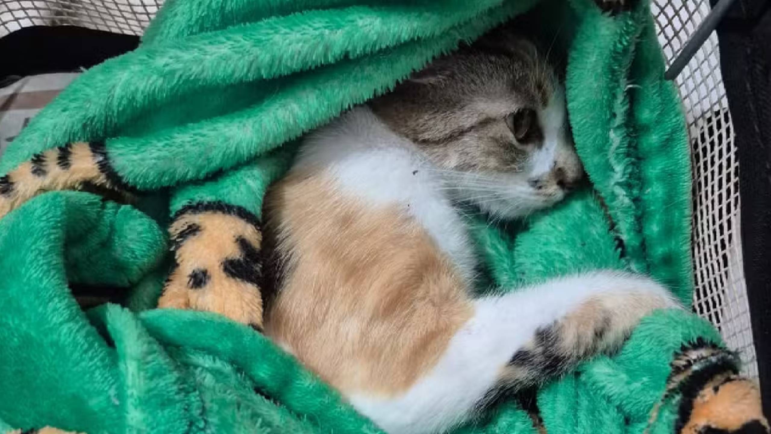 Justiça concede liberdade provisória a mulher que jogou gata do 12º andar de prédio em Curitiba