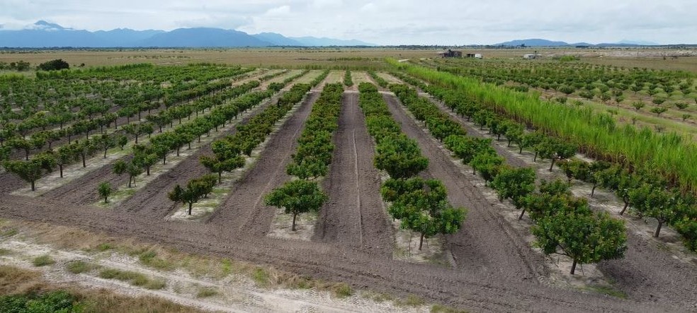 Projeto com cajueiros iniciou em 2021 — Foto: Arquivo pessoal