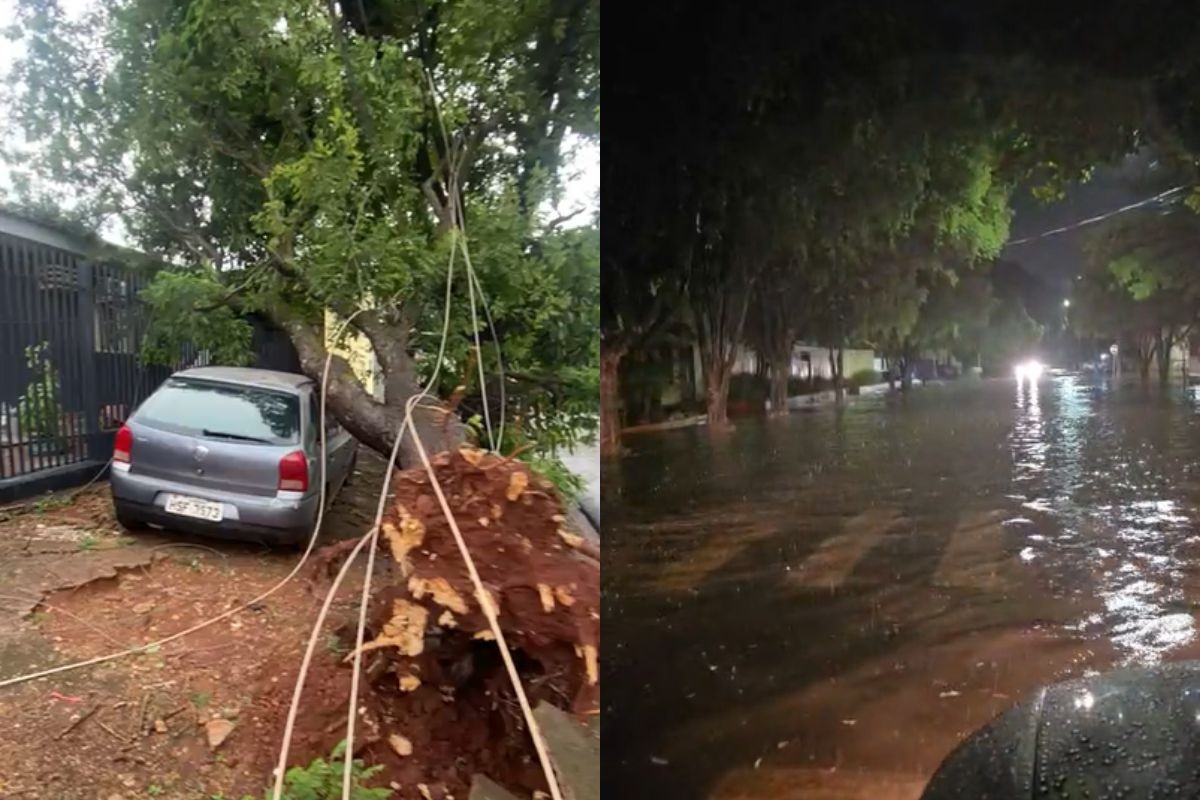 Temporal derruba árvores e causa alagamentos em MS; veja a previsão