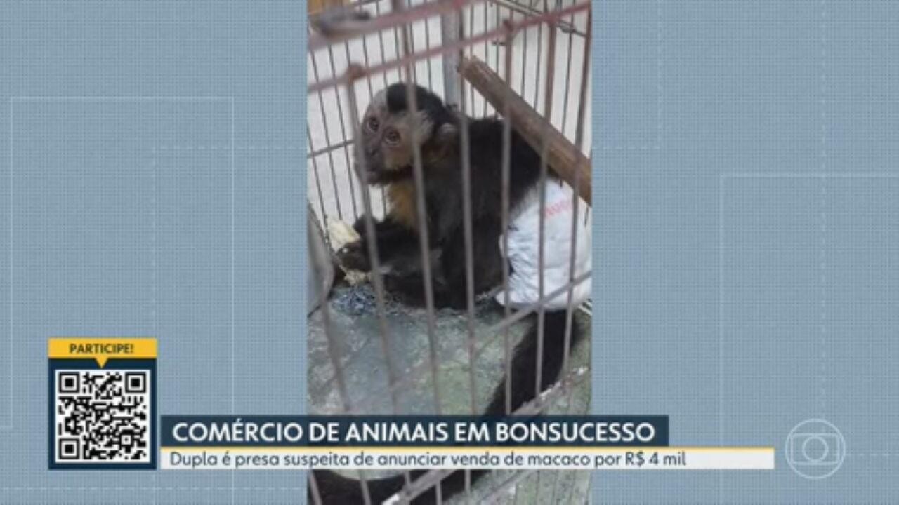 Polícia prende suspeitos de vender animais silvestres em praça da Zona Norte do Rio; macaco-prego era anunciado por R$ 4 mil