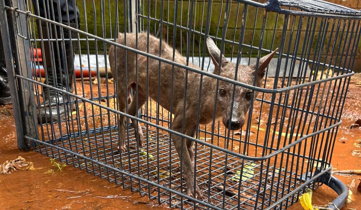 Cachorro-do-mato com ferimentos é resgatado em horta de Americana