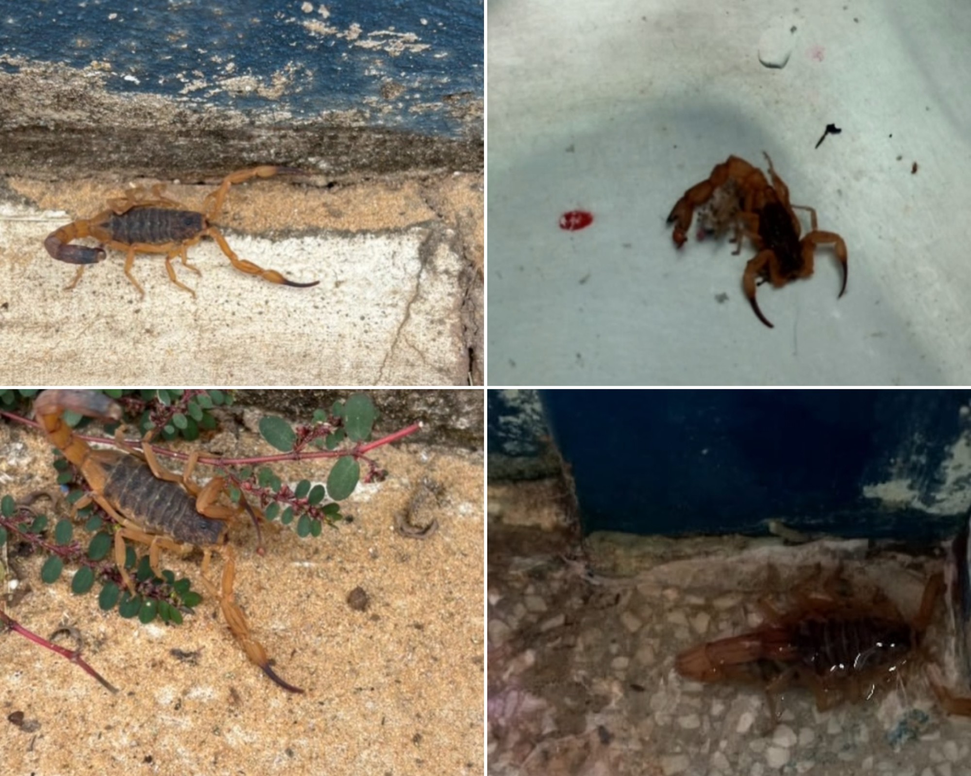 Infestação de escorpiões em creche  preocupa pais de crianças no interior de SP 