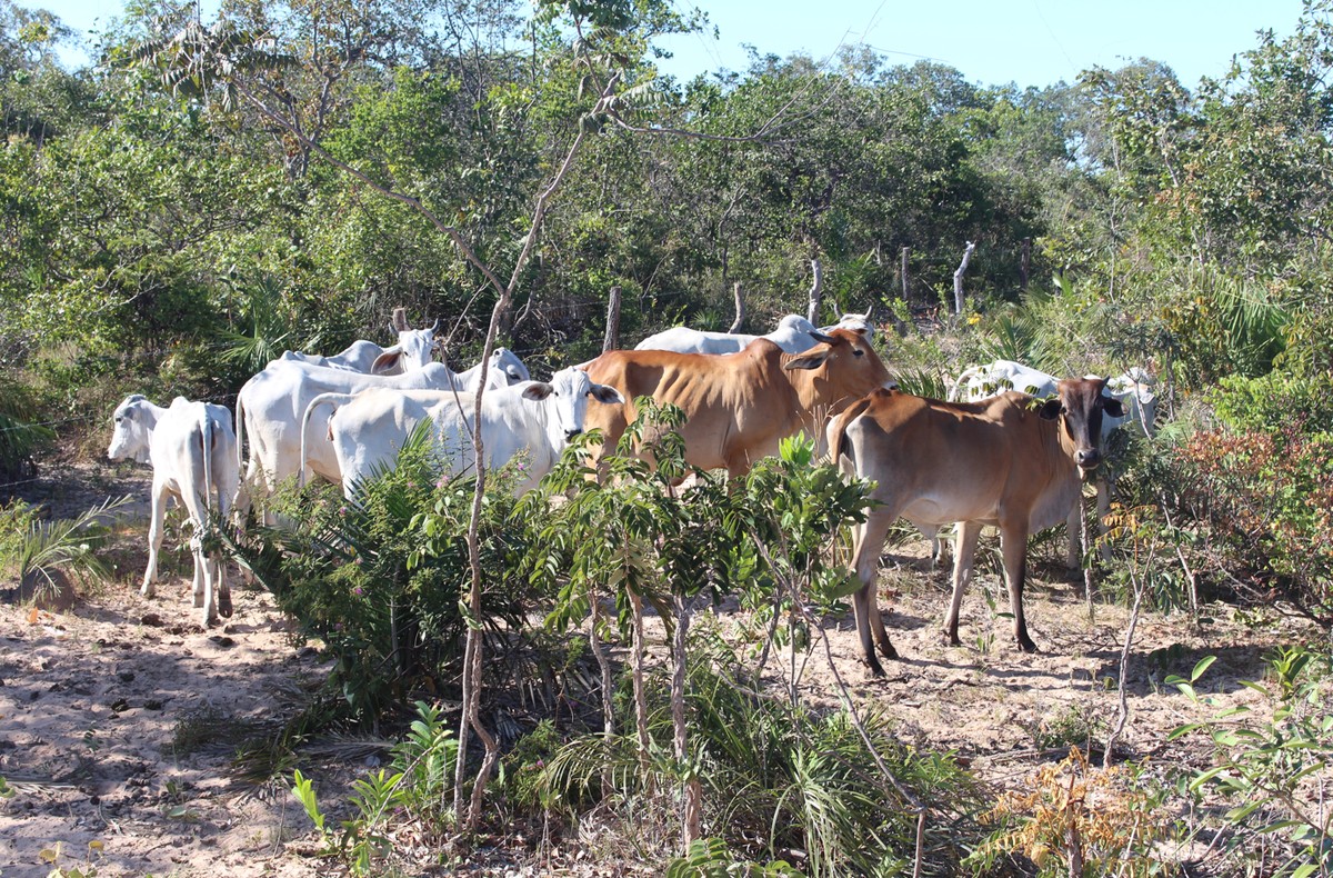 Pragas do campo: A Mata Cavalo – Agro Floresta Amazônia