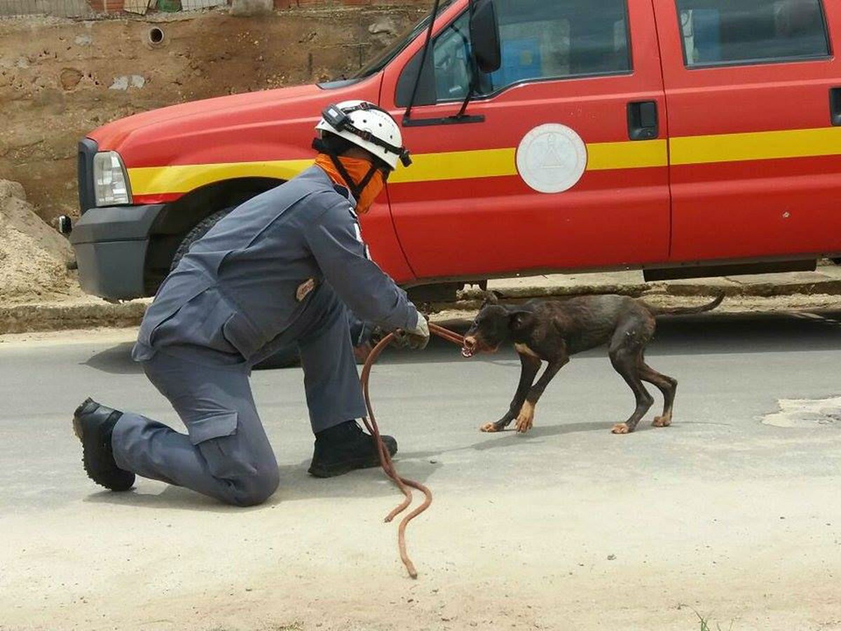 Bombeiros Resgatam Cachorro Que Ficou Três Dias Preso Em Cisterna Em Barbacena Zona Da Mata G1 8606