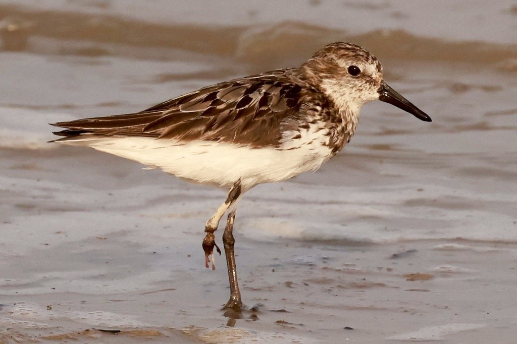 Brasil possui sete espécies de aves limícolas em risco de extinção