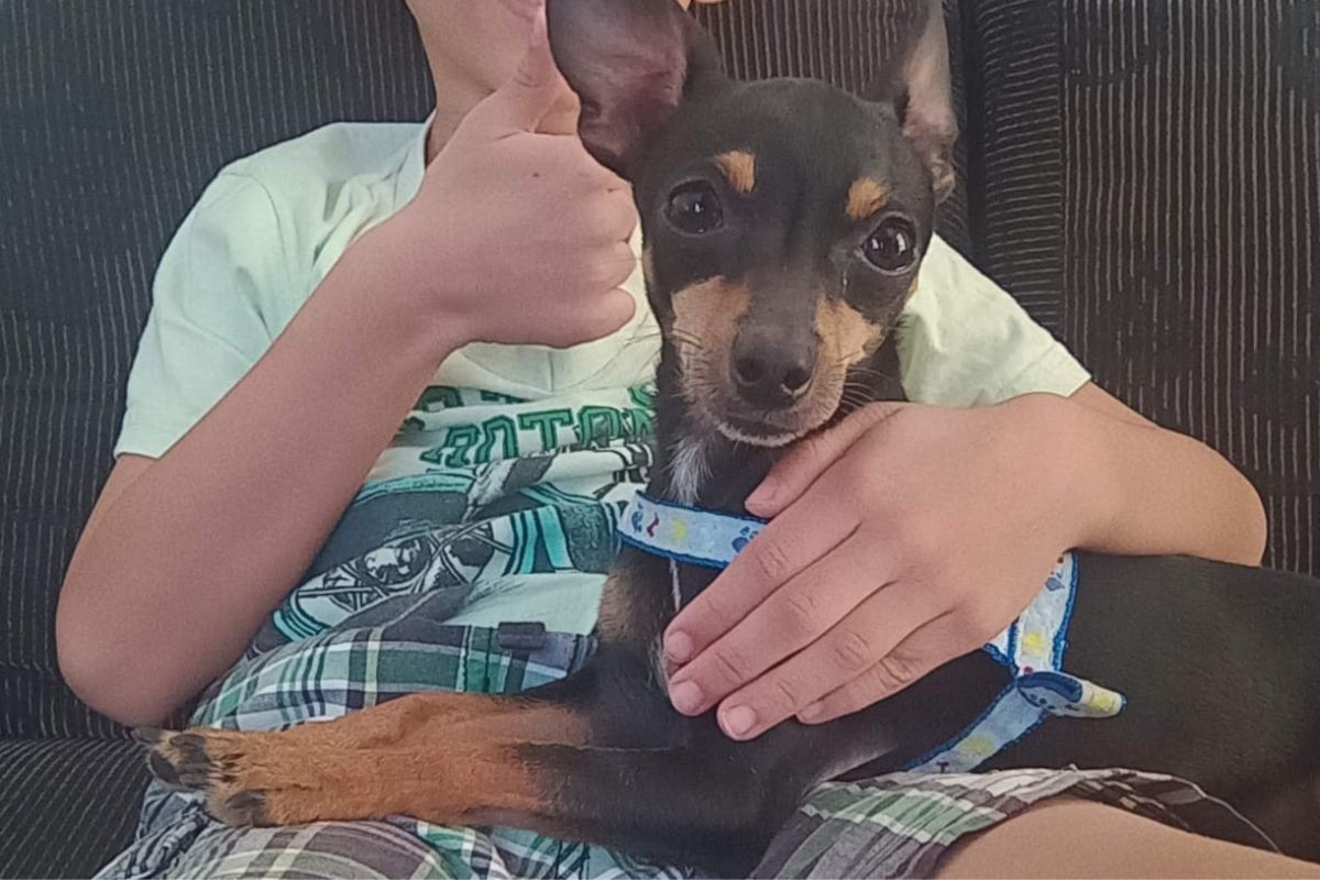 'Meu filho não para de chorar', diz tutora de pinscher morto em ataque de pitbull em São José dos Campos
