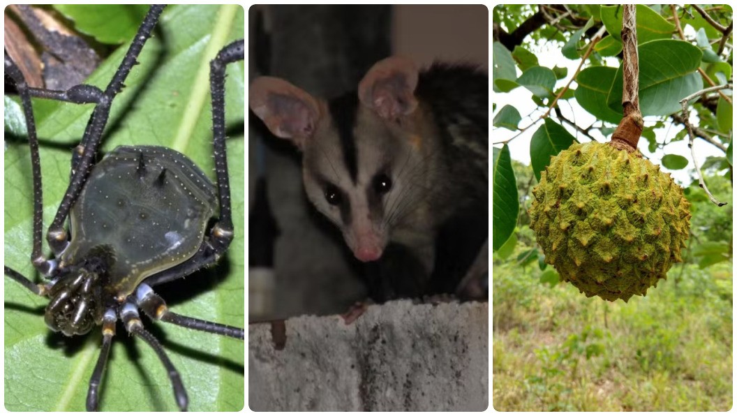 Retrospectiva 2025: reveja as 10 reportagens mais acessadas pelos leitores do TG