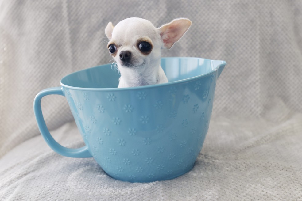 A chihuahua Pearl, de 4 anos, tem apenas 9 centímetros — Foto: Guinness World Records