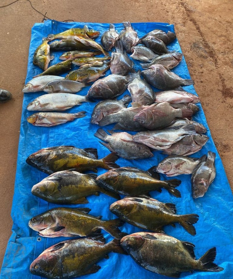 Polícia encontrou mais de 70 quilos de peixe no local — Foto: Reprodução/BPA