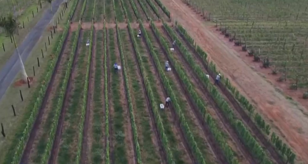 Quinze hectares de fazenda em Uberaba produzem uvas para a produção dos vinhos brancos, rosés e tintos da Arpuro. — Foto: TV Integração/Reprodução