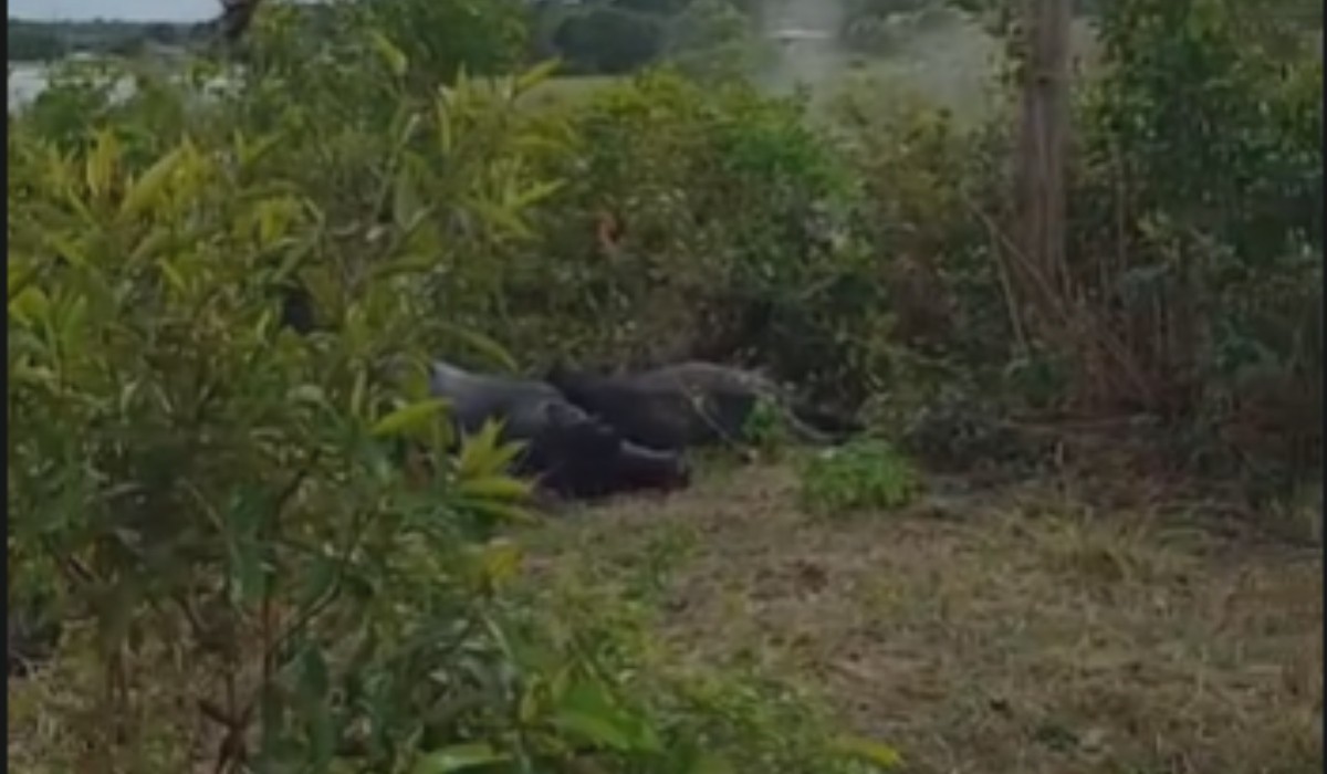 Búfalos morrem eletrocutados em comunidade rural do Amazonas
