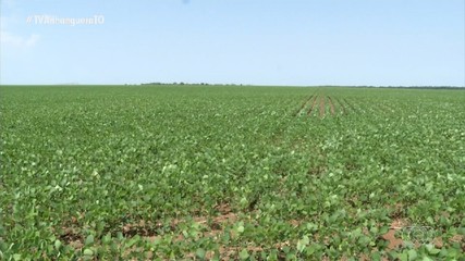 Período de plantio de soja sequeiro para a safra 2024/2025 se estenderá até janeiro