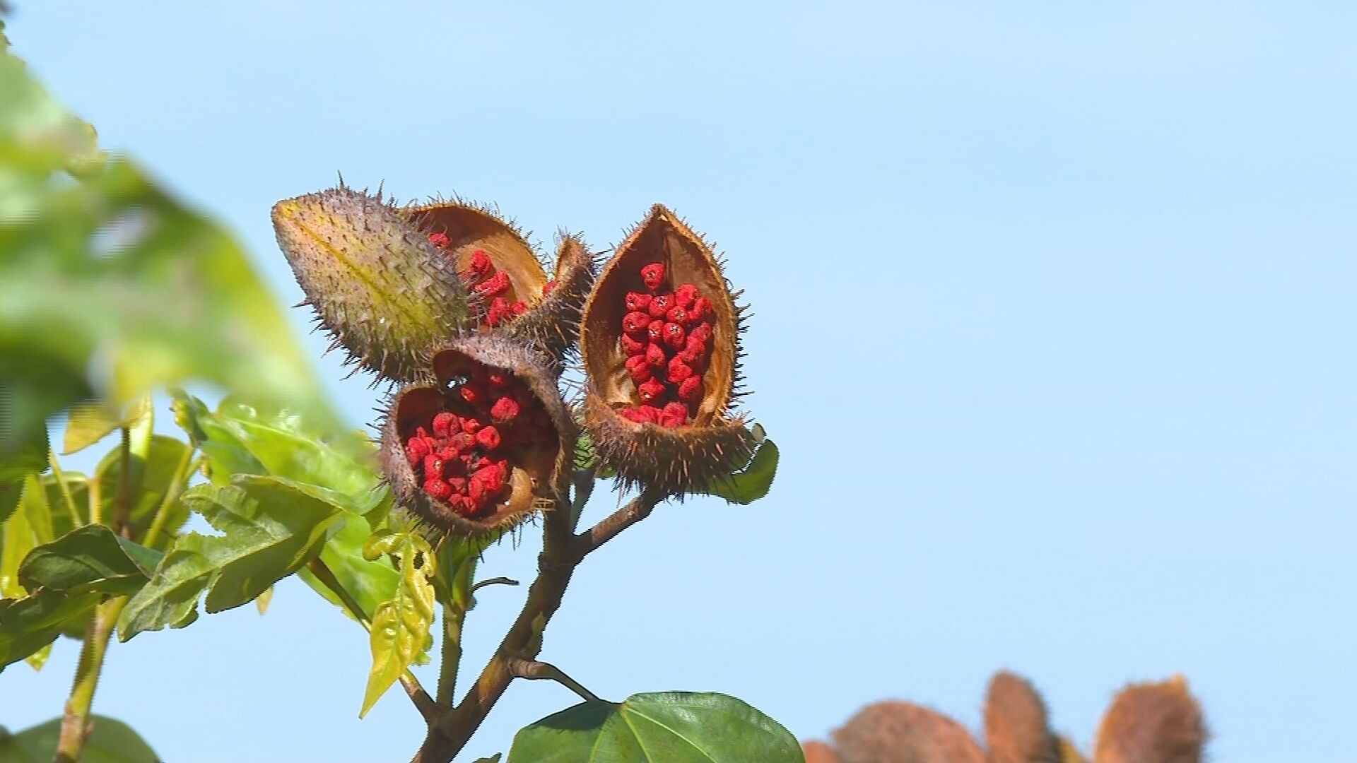 Produtores de urucum enfrentam crise de rentabilidade na Nova Alta Paulista​‌​