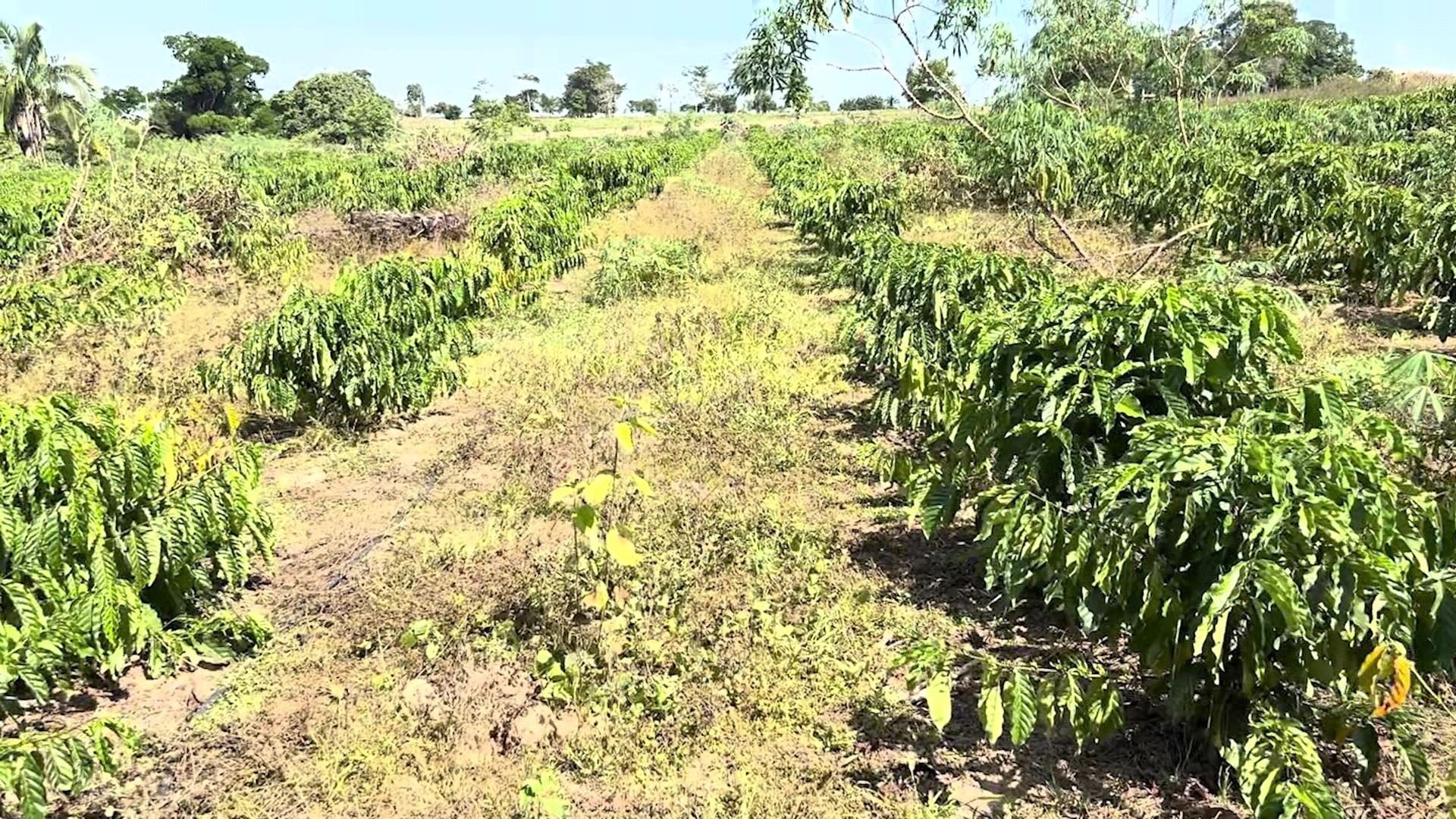 Amazônia Agro deste domingo, 29 de junho de 2025