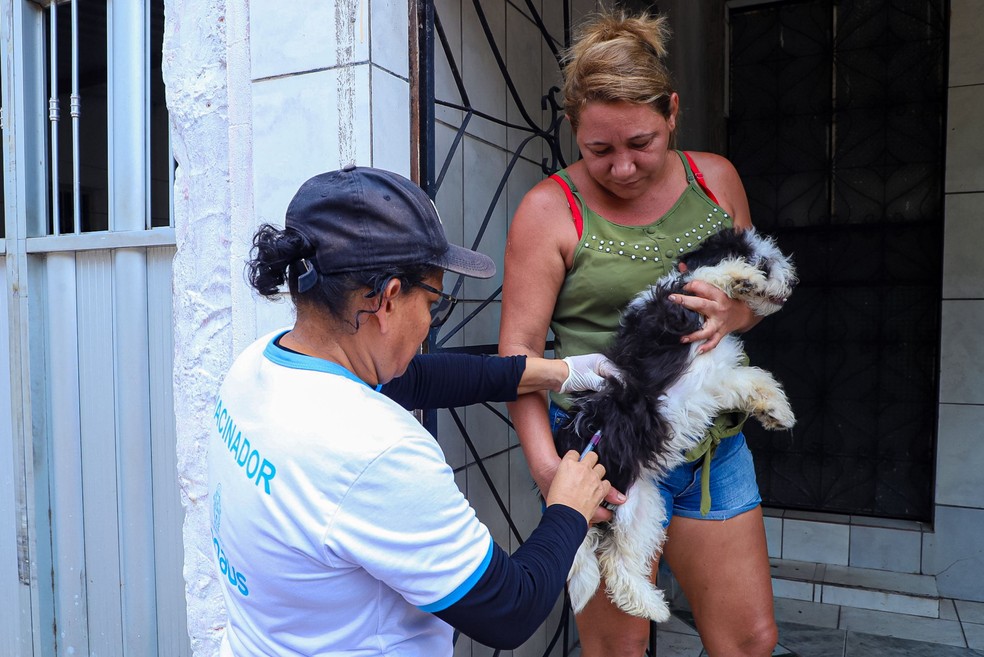 Campanha de Vacinação Antirrábica animal acontece em 20 bairros de Manaus. — Foto: Divulgação/Semcom