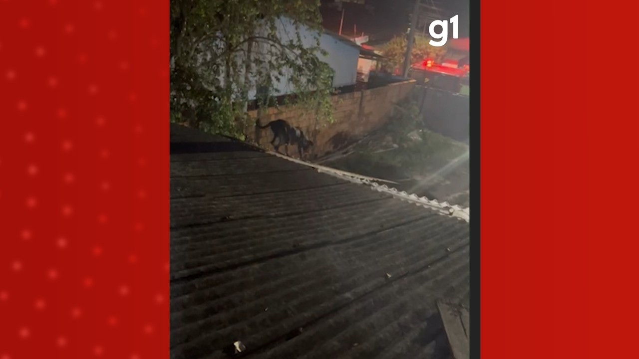 VÍDEO: Cadela presa no telhado por mais de 2 horas é resgatada com ponte improvisada no AM